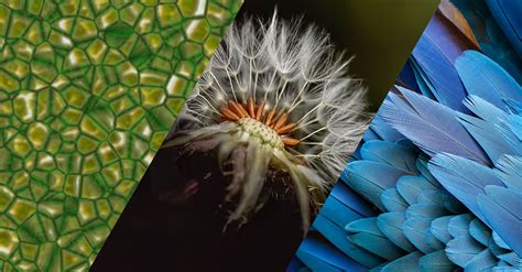 What is Biomimicry?