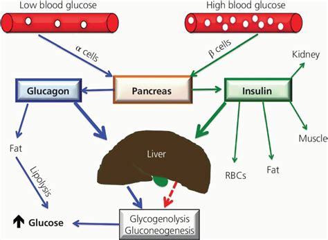 5: Glucose | Veterian Key