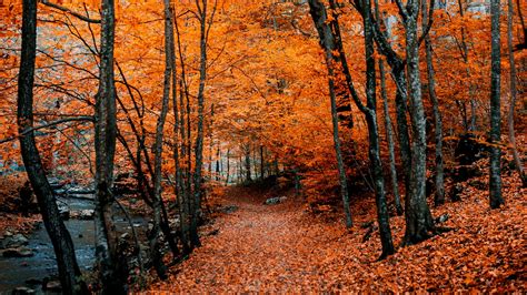 Wallpaper Autumn, Path, Foliage, Forest, Trees, Autumn - Fall Wallpaper ...