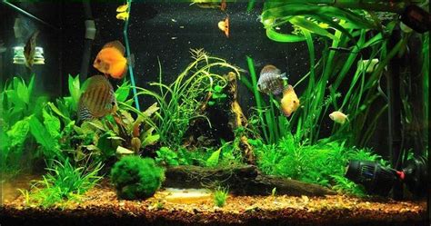 8 Best Discus Tank Mates - Your Aquarium Place