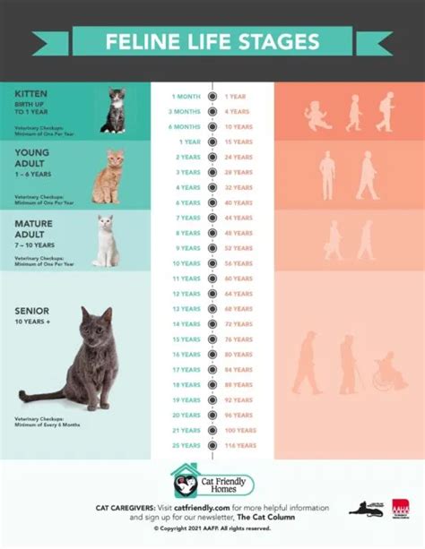 AAFP and AAHA Update Feline Life Stage Guidelines | Conscious Cat | Life stages, Feline, Cat years