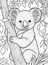 70 Koala Coloring Pages  ColoringPagesOnlycom sketch template