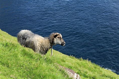 Free Faroe Islands Picture : Open Source Images and Photos of the World.