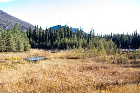 So You're Visiting Denali in October...