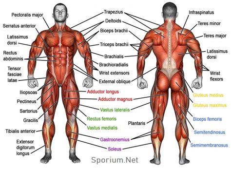 Kas Anatomisi (Human Muscular System) | Muscle names, Body muscles ...