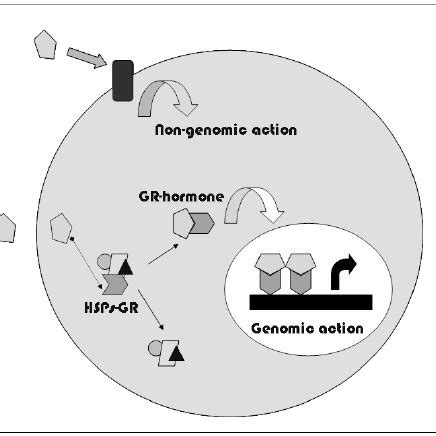 Schematic representation of the action mechanism of glucocorticoid... | Download Scientific Diagram