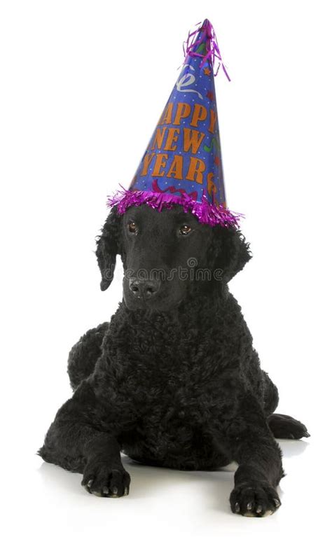 Happy new year dog stock image. Image of background, party - 28663359