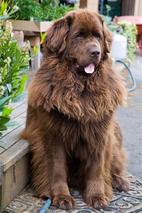 The Other Friends: Top 5 Largest Dog Breeds | Dog breeds, Brown newfoundland dog, Large dog breeds