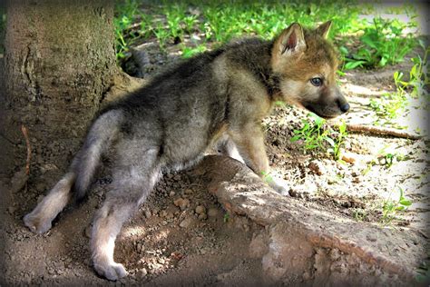 Cute Wolf Puppy Wallpapers - Top Free Cute Wolf Puppy Backgrounds ...