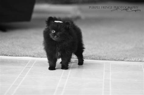 Our puppy, Pebbles! Black Pomeranian - purplefringephotography.com | Black pomeranian ...