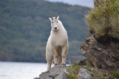 Wildlife Tours Alaska Kodiak Island - Zachar Bay Lodge