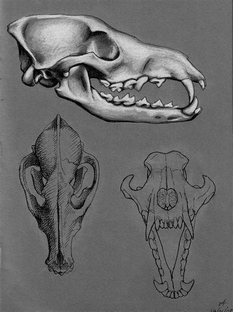 Coyote Skull by Baphomiss on DeviantArt