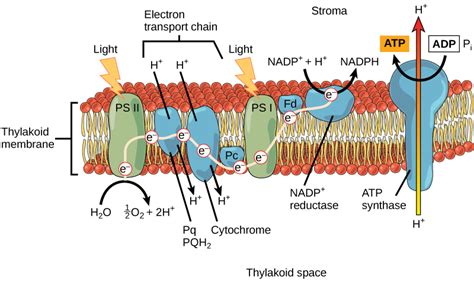 5.2: The Light-Dependent Reactions of Photosynthesis – Concepts of ...