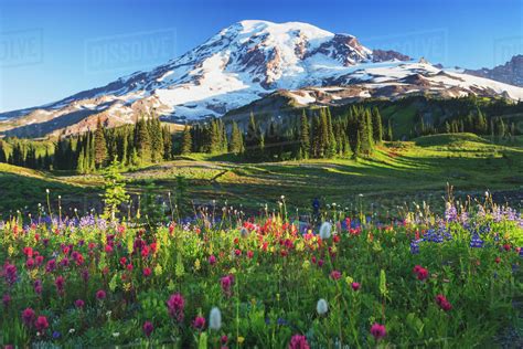 Mount rainier and wildflowers in a meadow mount rainier national park;Washington united states ...