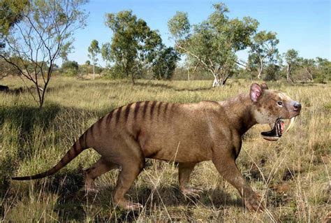 The Largest Saber Toothed Marsupial Weighed Nearly 300lbs - A-Z Animals