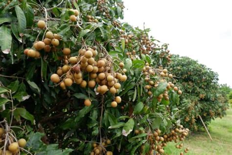 Growing Longan Trees: How to Plant and Care for Longans