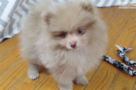 Gray: Pomeranian puppy for sale near Grand Island, Nebraska. | 7682508d ...