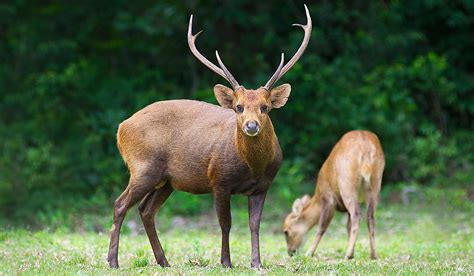 Interesting Facts About The Tufted Deer - WorldAtlas