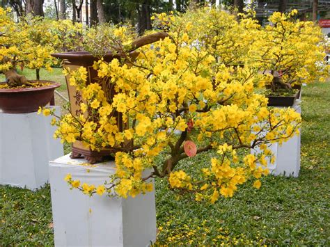 Traditional flower of South Viet Nam " Hoa Mai