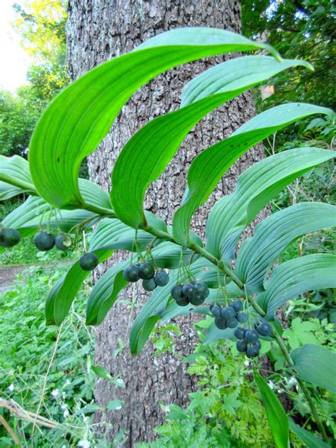 Polygonatum biflorum var. commutatum / Great Solomon’s Seal – Wild ...