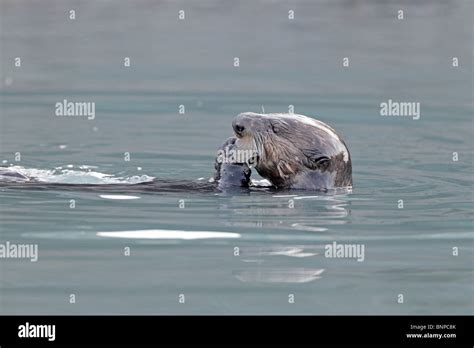 Sea Otter on its back eating shellfish Stock Photo - Alamy