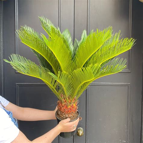 Cycas revoluta (17cm pot) - grow urban.