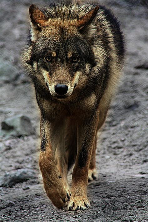 Iberian wolf (Canis lupus signatus) by WhiteSpiritWolf