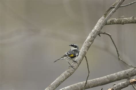 _DSC0585 | Warbler migration is in full swing in southern VT… | Flickr