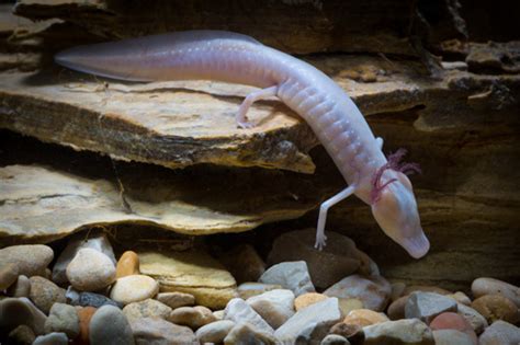 Texas Blind Salamander Facts and Pictures