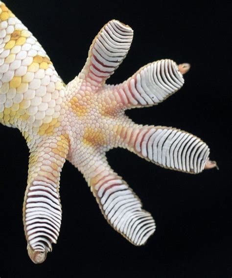 PHOTOS: Scientists Find Key To Geckos' Sticky Feet | Gecko, Animal science, Interesting animals