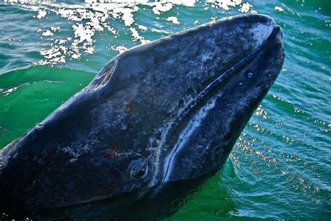 Do Whales Cry? - Truthful Guide - MarinePatch