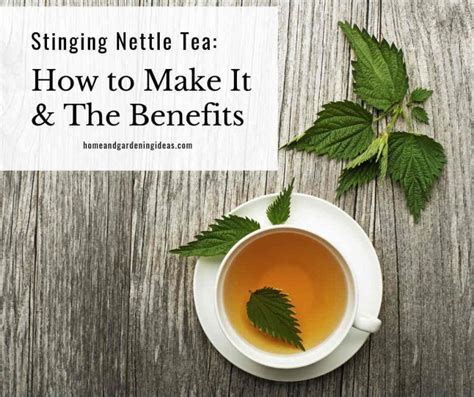 Stinging Nettle Tea: How to Make It and The Benefits - Home and Gardening Ideas