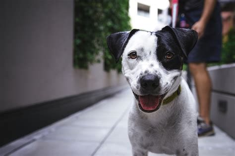 Local animal shelter announces its near full capacity - Cortland Voice ...