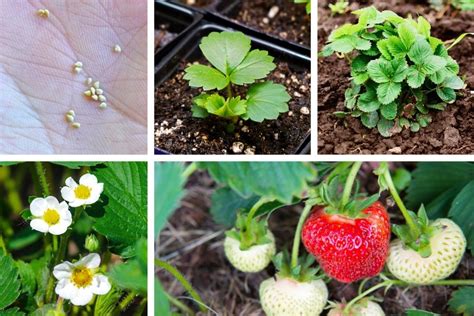 Stages Of A Strawberry Plant - Printable Templates Free