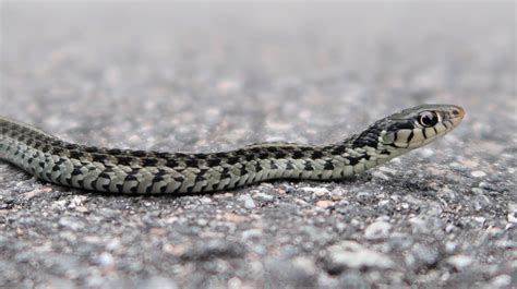 Small Grey Garden Snake | Fasci Garden