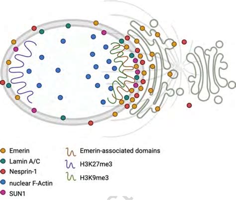 1 Transmission of cell polarity to the nucleus. A scheme is ...