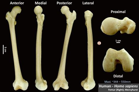 Human Femur – OsteoID Bone Identification