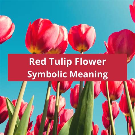 Red Tulip Flowers: Symbolic Meaning