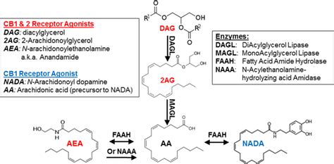 Endocannabinoid synthesis and metabolism in the brain. The... | Download Scientific Diagram