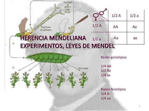 Herencia mendeliana