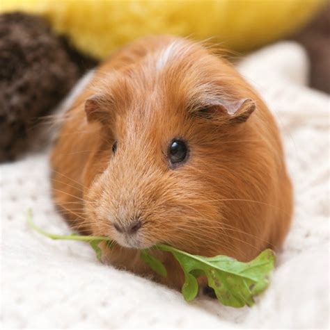 Guinea Pig Information and Photos | ThriftyFun