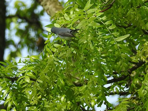 Blue-gray gnatcatcher | Springbrook Prairie, DuPage CO | Flickr