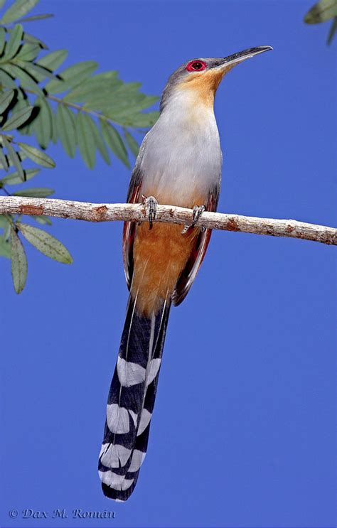 Dominican Republic - Caribbean Birding Trail