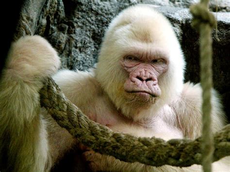 Snowflake the albino gorilla was inbred, study finds