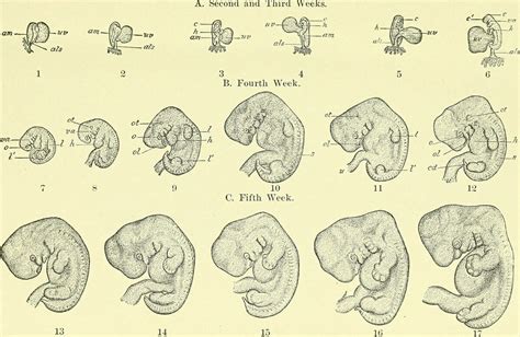 Embryology - Definition, History and Careers | Biology Dictionary