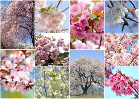 10 Cherry Blossom Varieties in Japan - LIVE JAPAN