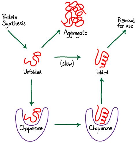 Chaperone-aided Protein Folding | Physical Lens on the Cell