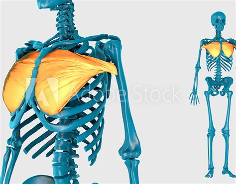 Adobe Stock/3D Rendering/HUMAN MUSCLE ATLAS :: Behance