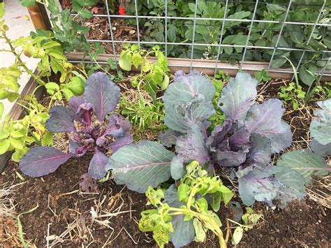 Cabbage Aphids - The Daily Garden