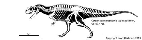 Ceratosaurus nasicornis | Underwater animals, Prehistoric, Dinosaur skeleton